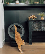 Litter-Robot 5 Pro orange tabby