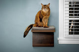 Brown cat sitting on a cat shelf