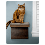 Cat Shelf