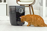 Cat eating from Feeder-Robot