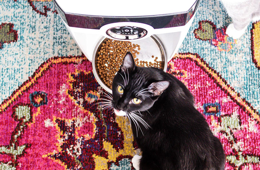 Cat eating from Feeder-Robot with stainless steel bowl