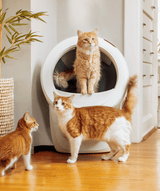 white Litter-Robot 4 self cleaning litter box with multiple orange cats