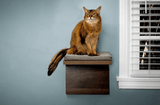 Litter-Robot 4 Cat Shelf Bundle