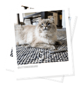 Rechargeable Laser Pointer cat