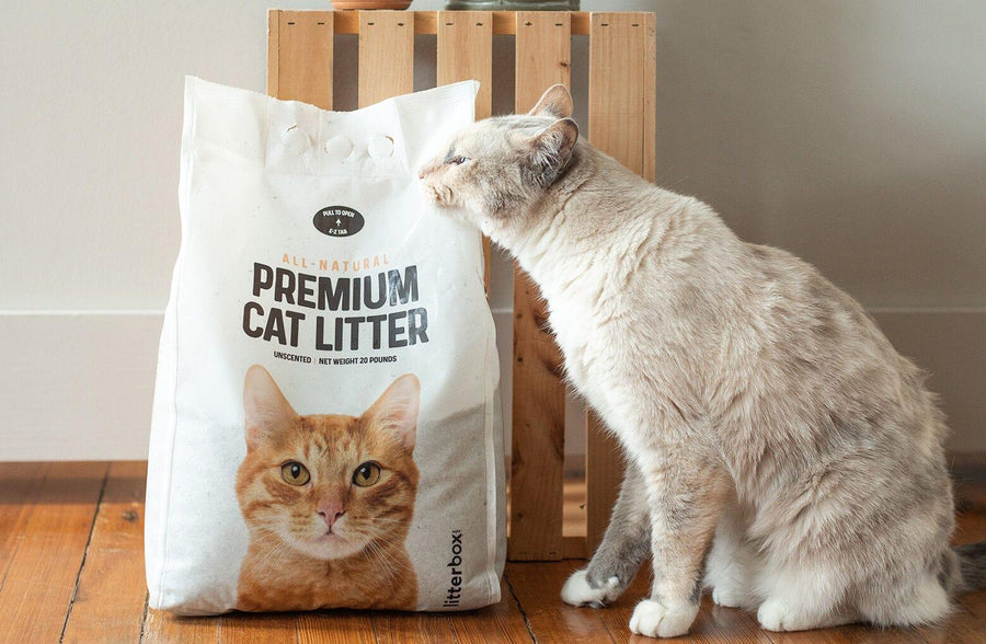 20 pound bag of premium cat litter next to a grey cat