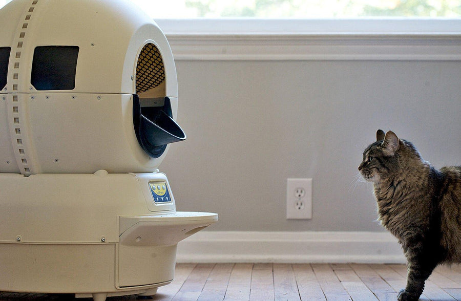 Cat looking at Litter-Robot 2 with Fence