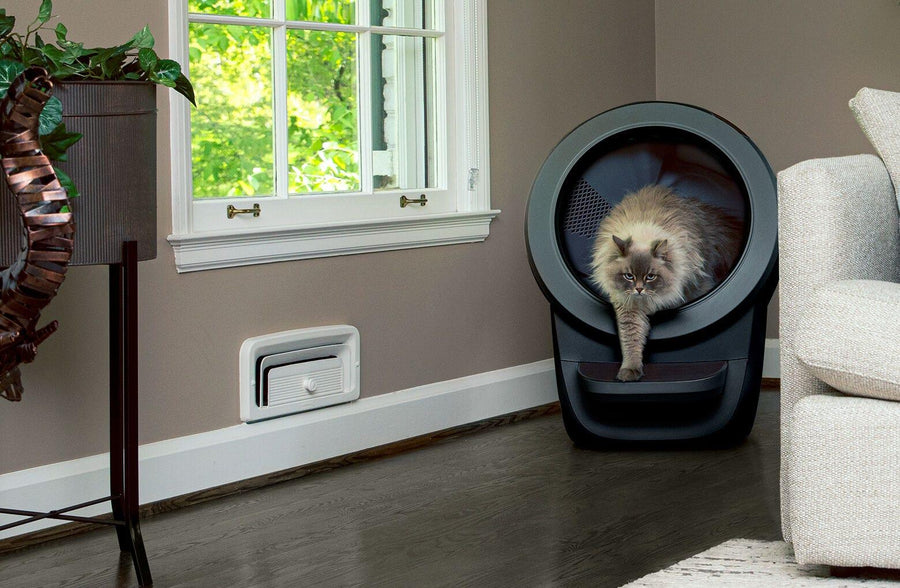 Siberian cat using Litter-Robot 4 with step