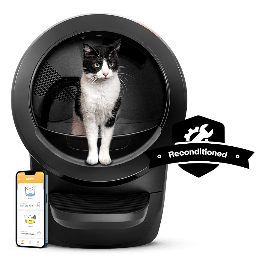 Black and white cat in the Litter-Robot 4 Reconditioned