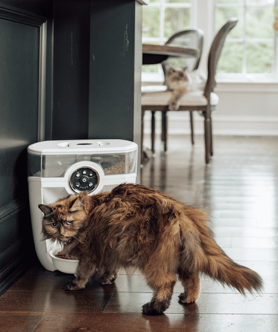 White Feeder-Robot automatic pet feeder and cat eating