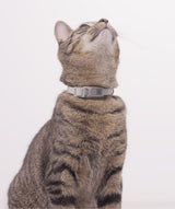 Cat using cat collar and pettag