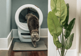 Grey cat exiting Litter-Robot 4 self cleaning litter box on LitterTrap mat