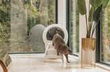 Grey cat exiting Litter-Robot 4 by using the litter box ramp